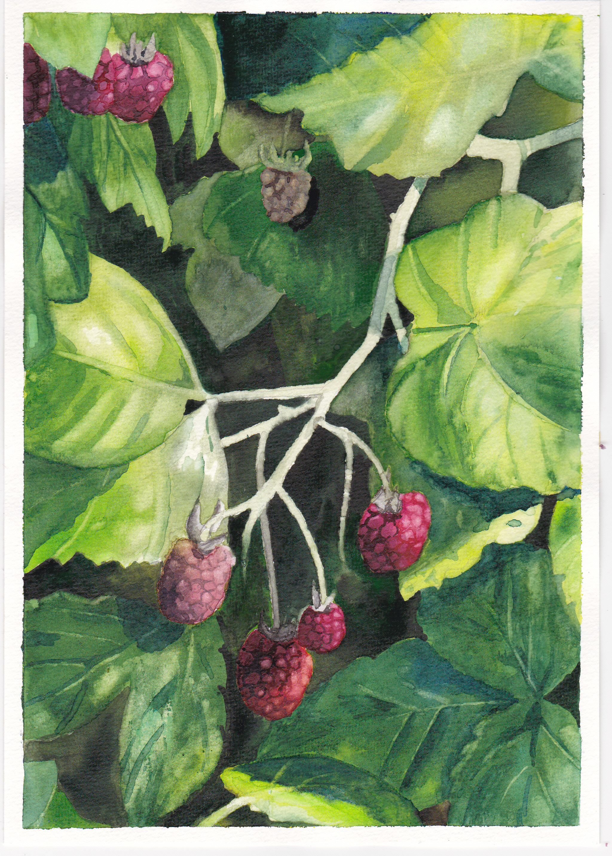 Himbeeren. Aquarell, 17 x 24 cm. Raspberries. Watercolours, 6.7" x 9.5".