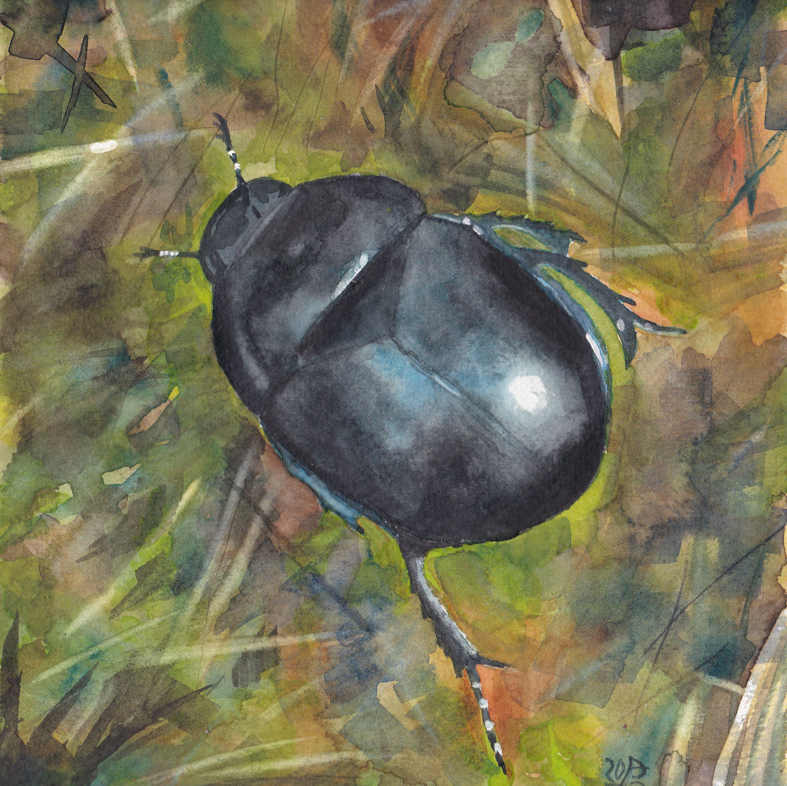 Autumn beetle