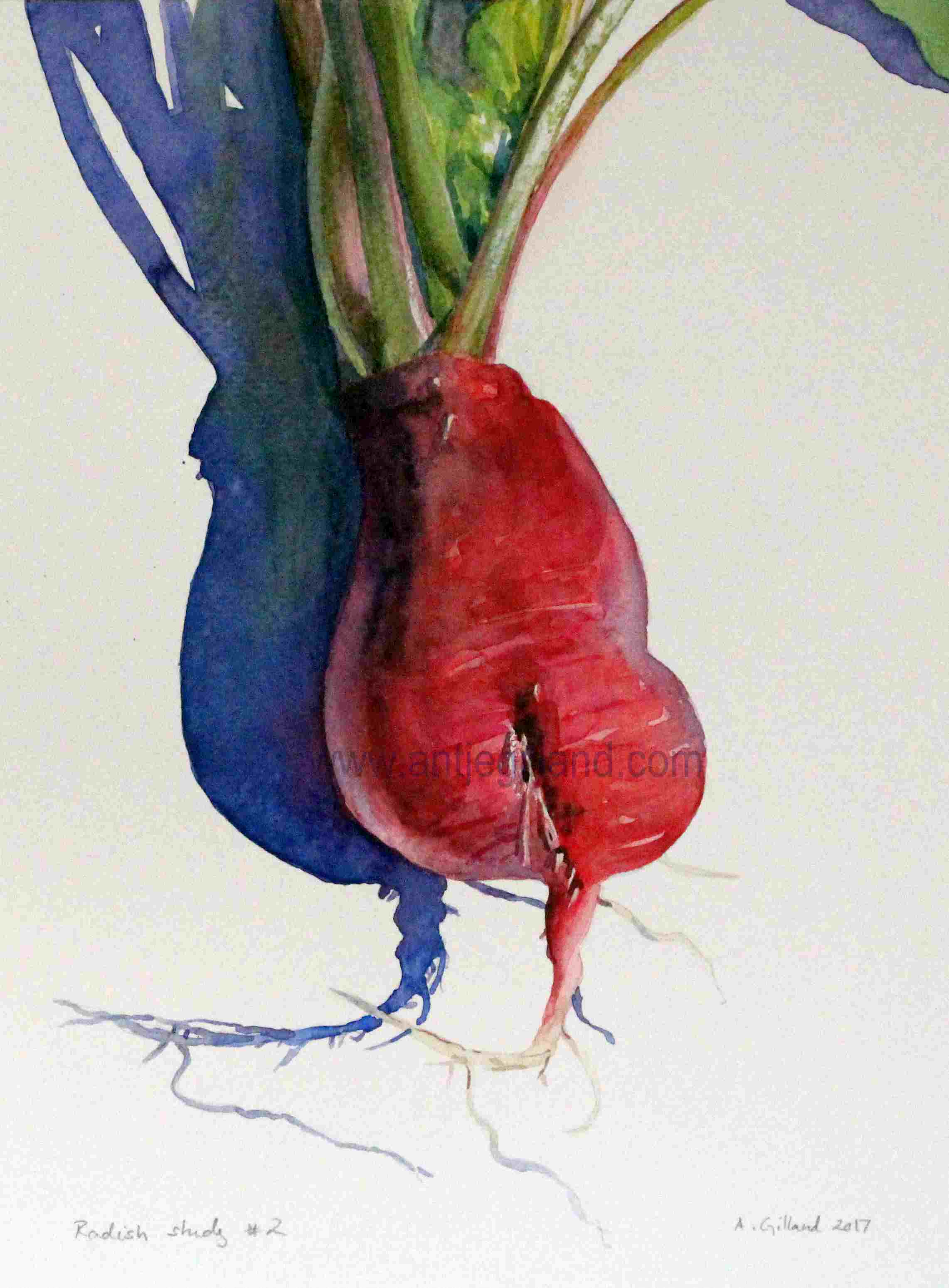 Radical radish | Radikales Radieschen