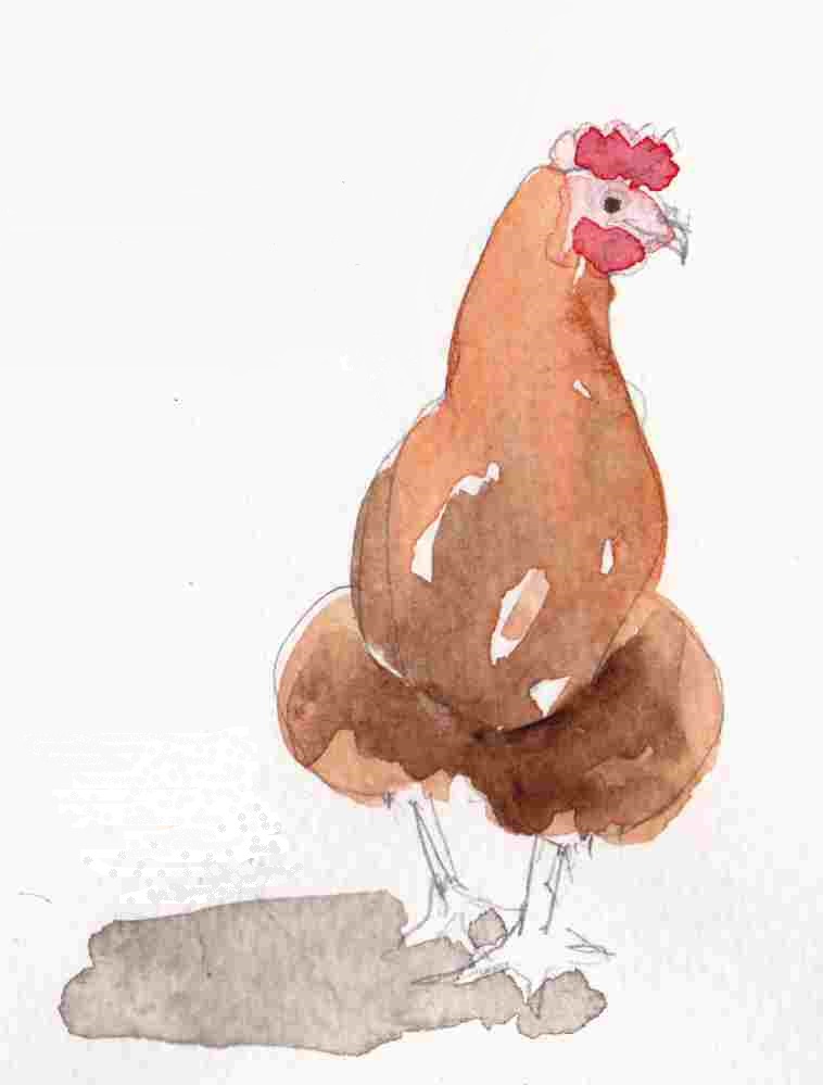 Funny chickens | Lustige Hühner
