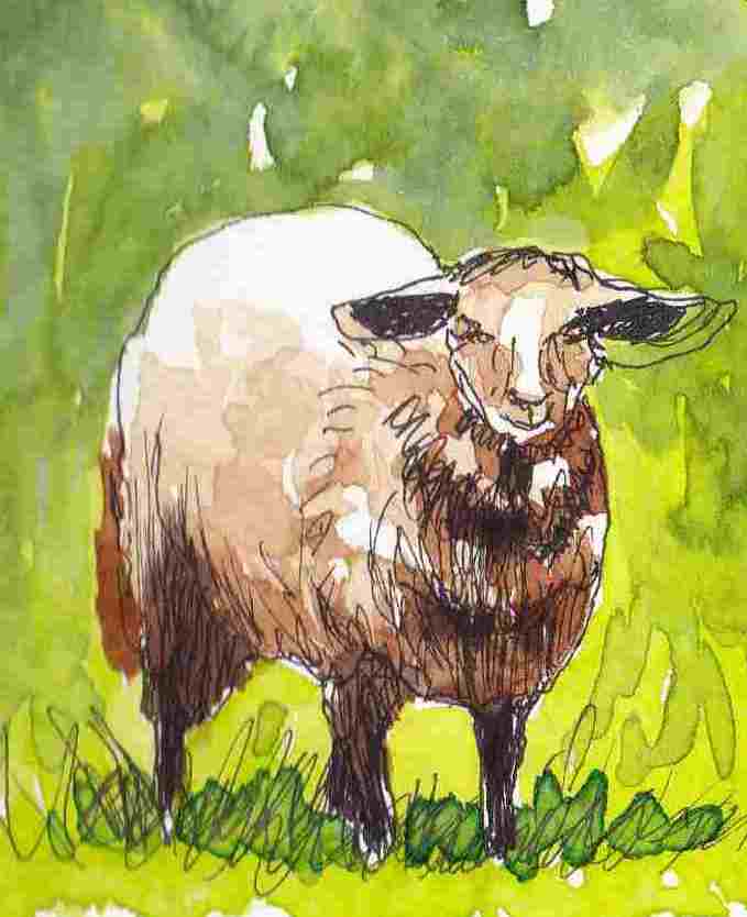 Bah sheep | Schafe, mäh