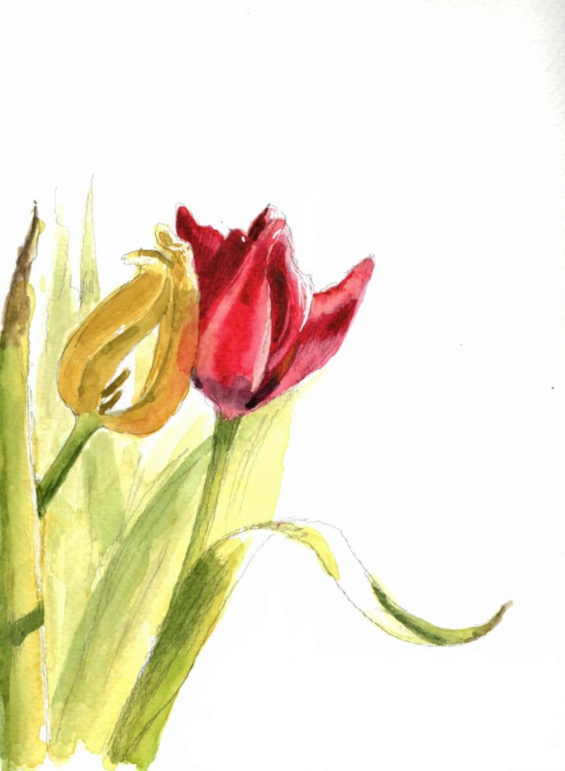 Der Charme verblühter Tulpen