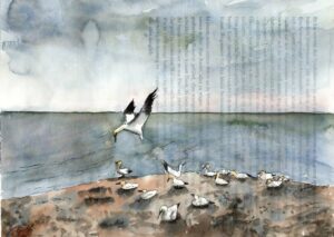Basstölpel auf Helgoland, Nordsee, Himmel, Vogelkolonie