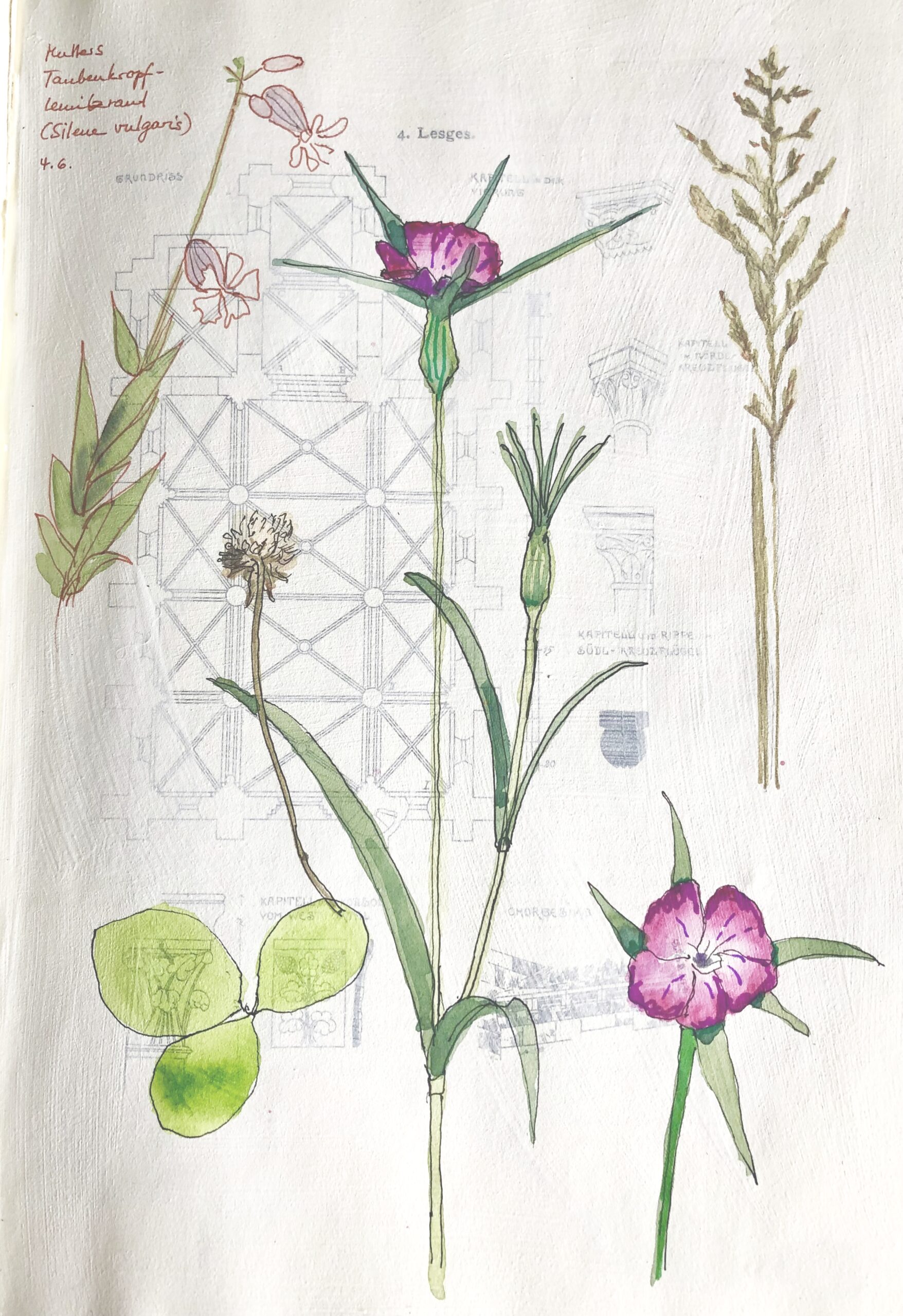 Seite aus dem Naturtagebuch; Wildblumen und Gräser