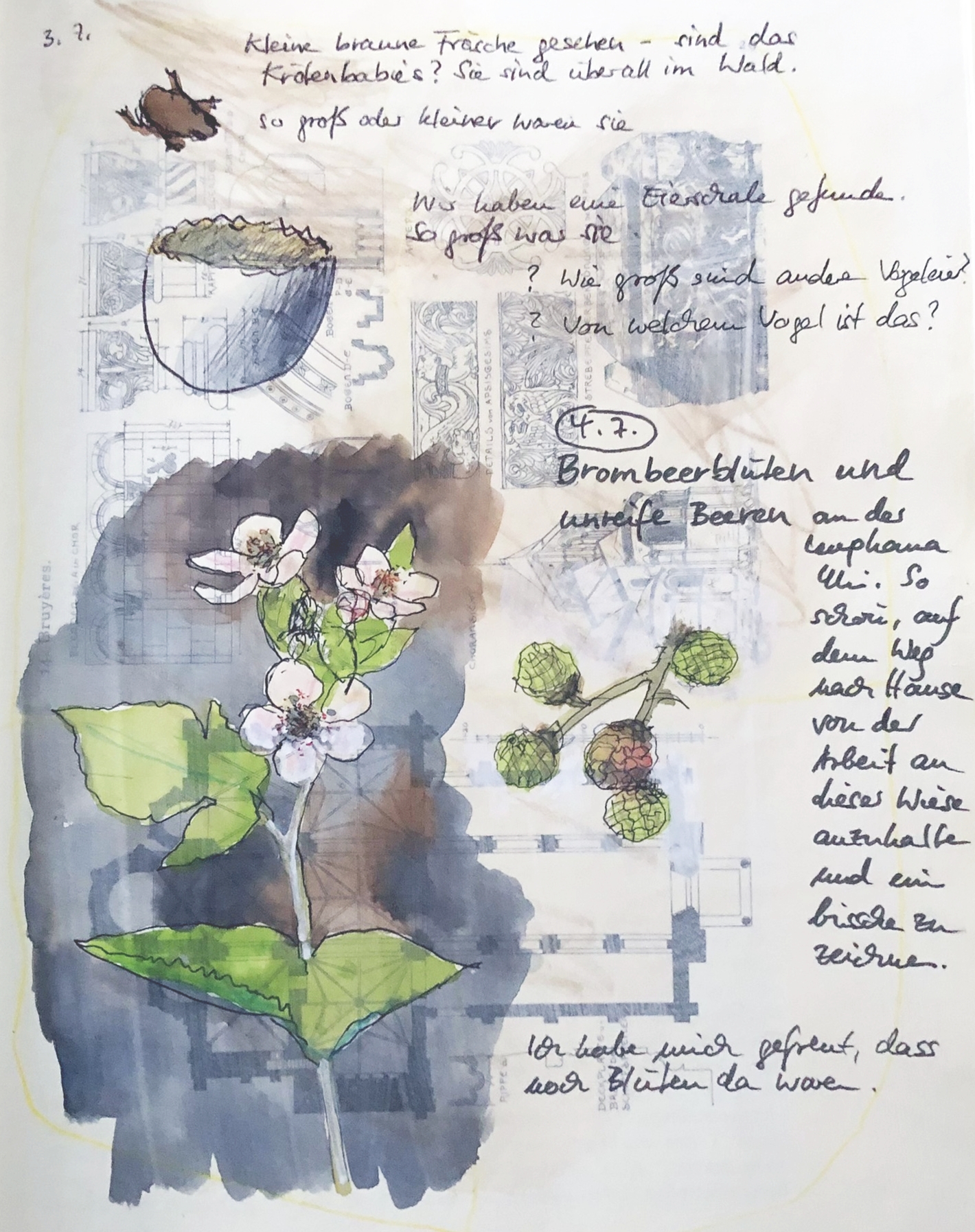 Seite aus dem Naturtagebuch; Vogeleischale, Brombeerblüten, kleine Kröten